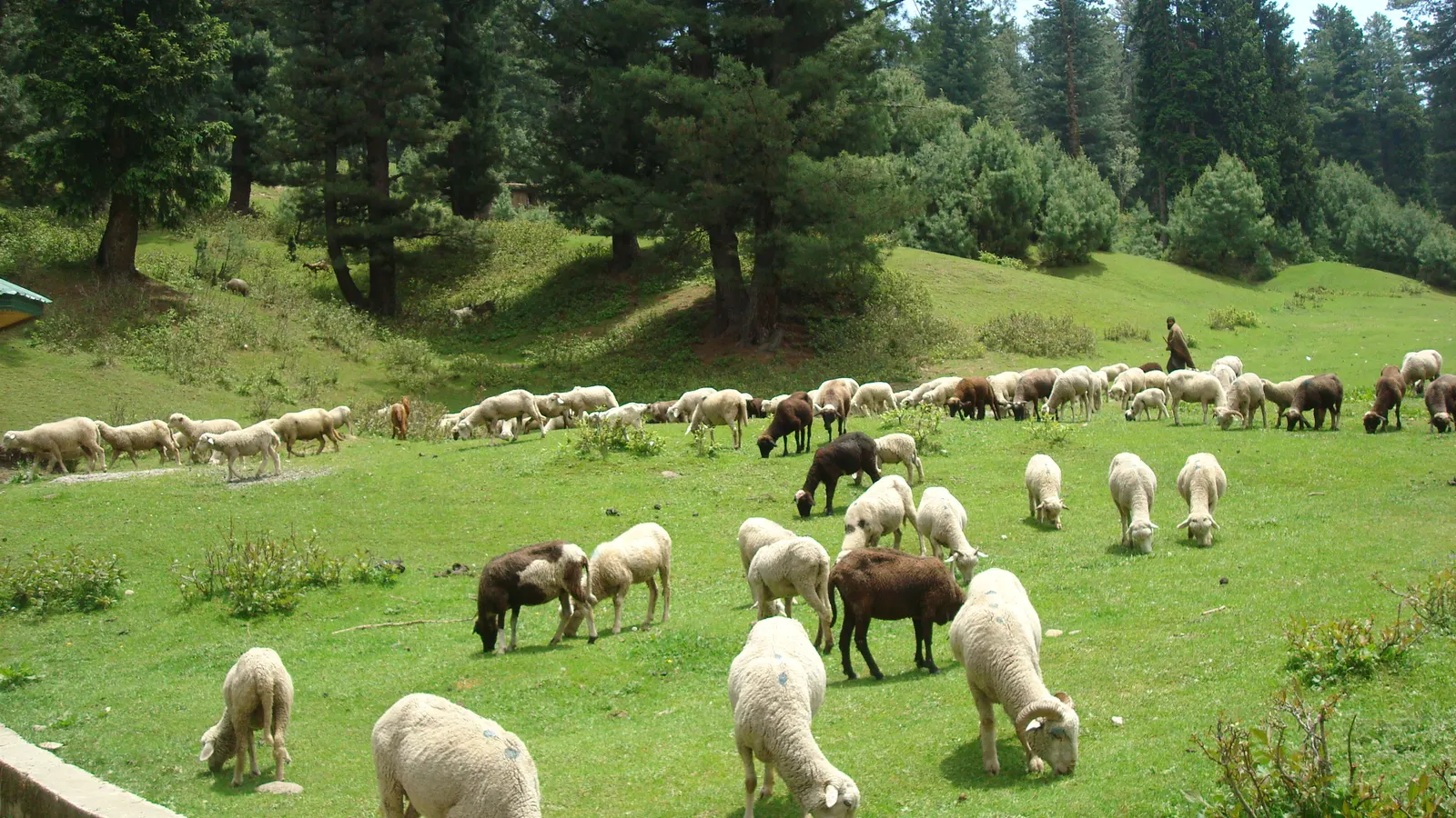 Yusmarg valley meadow in Kashmir