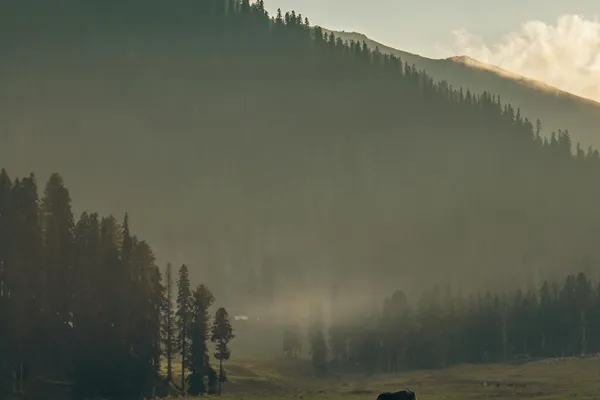Big Bangus meadow in Kupwara Kashmir