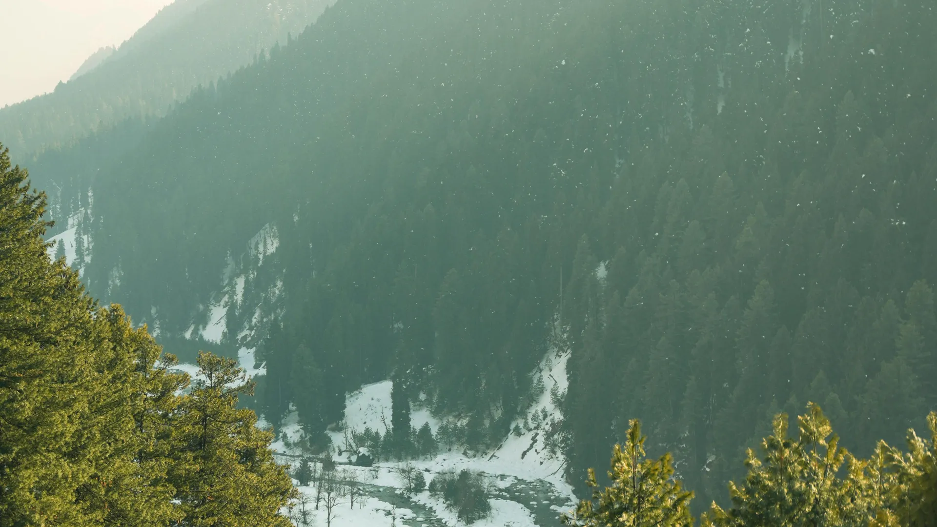 Snow-capped mountains and pine trees