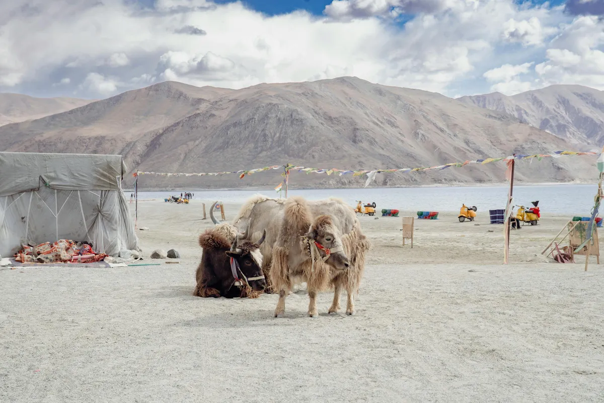 Changpa nomads with yaks and pashmina goats on Changthang plateau