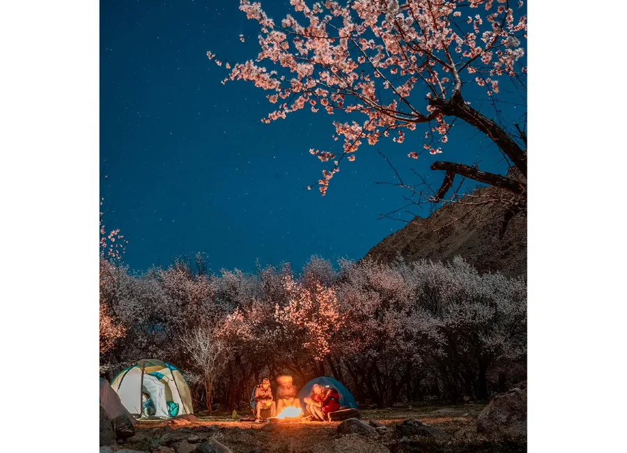 Apricot orchard landscape in Ladakh