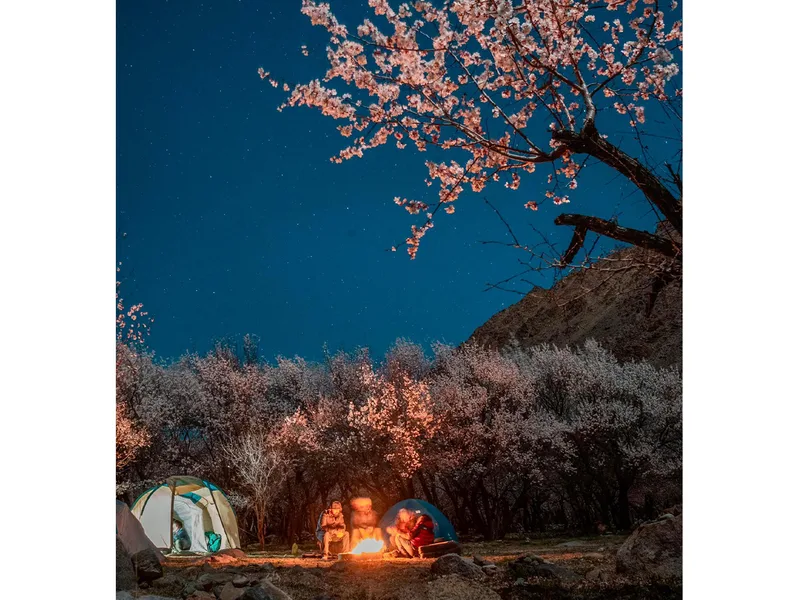 Kargil Apricot Bloom tour