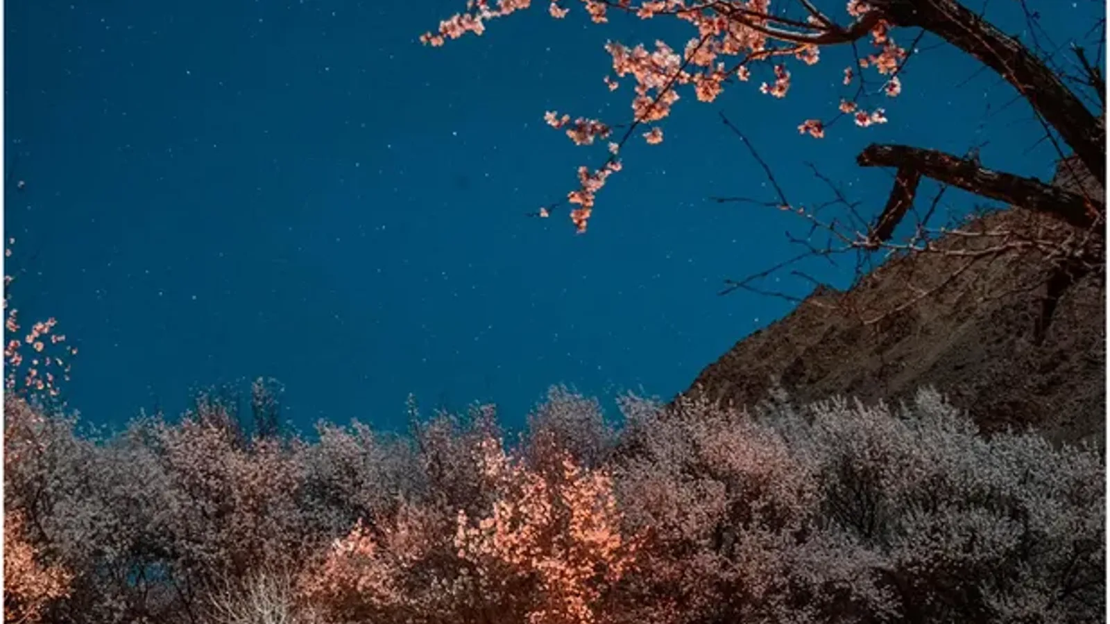 Kargil Apricot Bloom